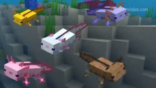 Minecraft: ¿Cómo Criar Ajolotes?